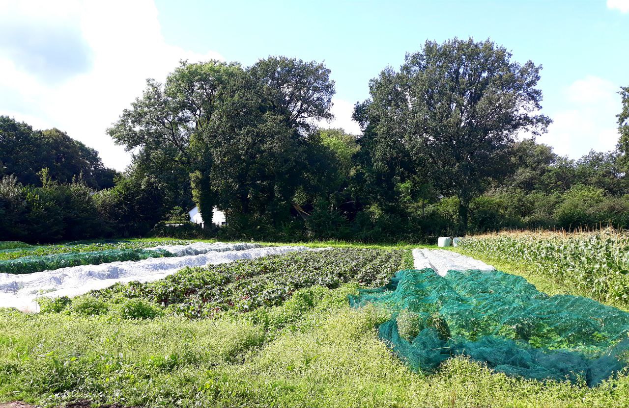 Gemüsefeld auf dem Hof