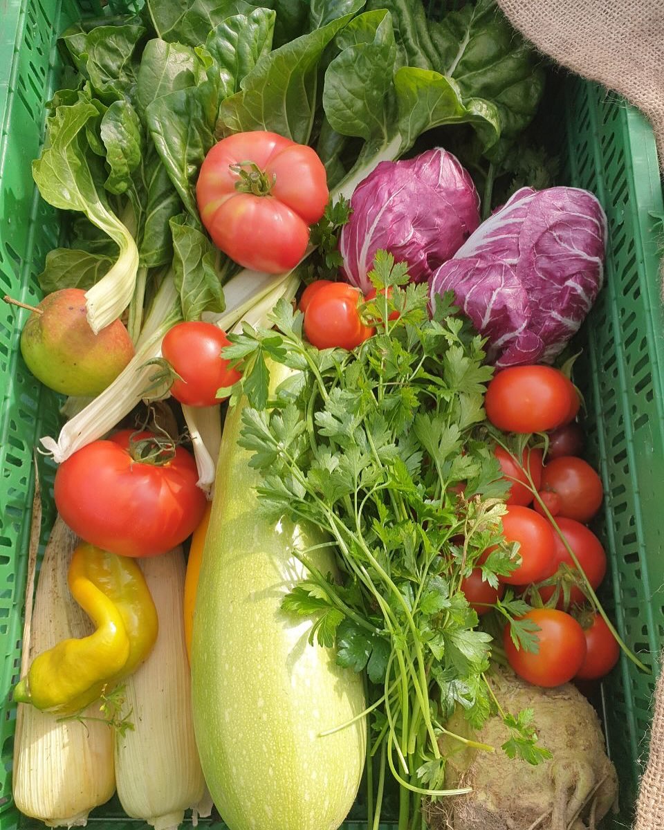 Gemüsekiste der SoLaWi